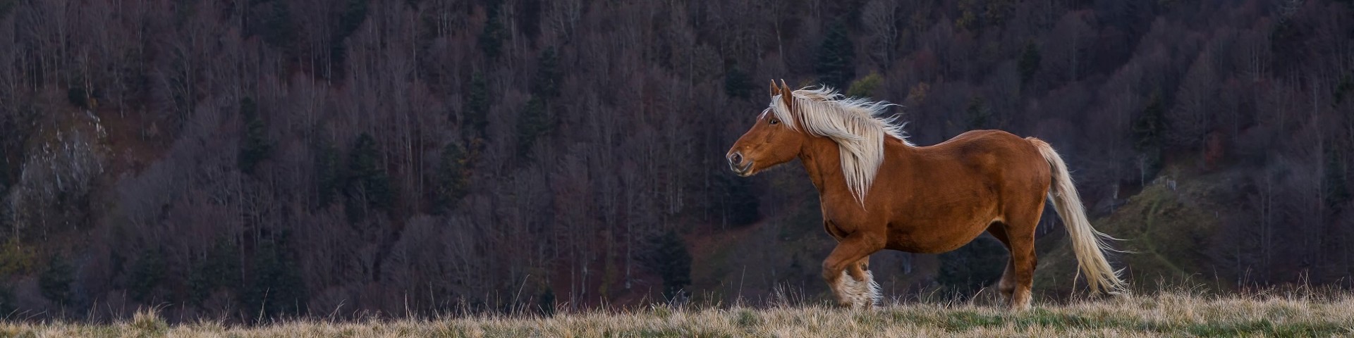 chevaux221-001-dominique-steinel-2726