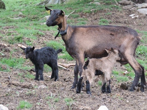 Farms with animals