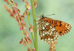 papillon-909