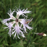 accompagnateur-montagne-randosudvosges8 accompagnateur-montagne-randosudvosges8