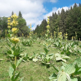 accompagnateur-montagne-randosudvosges6 accompagnateur-montagne-randosudvosges6