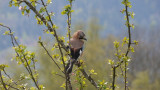 accompagnateur-montagne-randosudvosges7