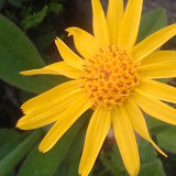 accompagnateur-en-montagne-christophe-bluntzer1