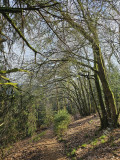 balade-foret-vosgienne-5