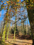 circuit-trail-le-tacot-le-thillot-6 circuit-trail-le-tacot-le-thillot-6