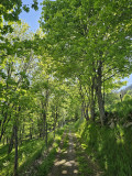 circuit-trail3-le-larcenaire-bussang-6