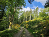 circuit-trail3-le-larcenaire-bussang-8