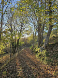 circuit-trail3-le-larcenaire-bussang-4 circuit-trail3-le-larcenaire-bussang-4