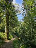 circuit-trail7-les-hautes-mynes-4