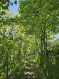 circuit-trail10-la-ptite-trotte-des-hautes-vosges-8 circuit-trail10-la-ptite-trotte-des-hautes-vosges-8