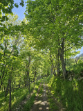 circuit-trail10-la-ptite-trotte-des-hautes-vosges-8