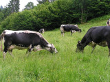gaec-du-vacceux-3