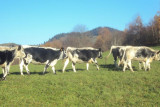 gaec-du-vacceux-5