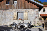 ferme-de-noiregoutte-fresse-sur-moselle-5 ferme-de-noiregoutte-fresse-sur-moselle-5