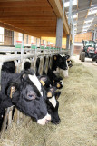 ferme-du-houtrou-4 ferme-du-houtrou-4
