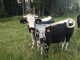 ferme-dahu-barbu-3