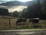 ferme-dahu-barbu-5