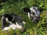 ferme-dahu-barbu-6