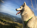 cani-rando-energie-canine-6 cani-rando-energie-canine-6