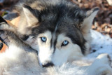 cani-rando-energie-canine-3 cani-rando-energie-canine-3