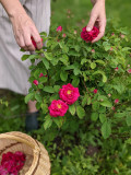 plantes-et-potions-2
