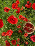 plantes-et-potions-5