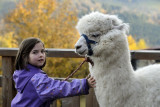 La-montagne-des-lamas-et-alpagas-la-bresse-3 La-montagne-des-lamas-et-alpagas-la-bresse-3