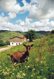 chevrerie-brabant-la-bresse-1