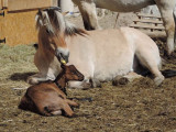 chevrerie-peute-goutte-5 chevrerie-peute-goutte-5
