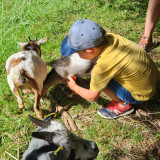 Ferme-pedagogique-complicites-animales-ventron-2