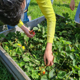 Ferme-pedagogique-complicites-animales-ventron-9 Ferme-pedagogique-complicites-animales-ventron-9