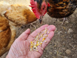 Ferme-pedagogique-complicites-animales-ventron-4