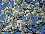 ecomusee-du-pays-de-la-cerise-fougerolles-3 ecomusee-du-pays-de-la-cerise-fougerolles-3