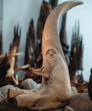 Musee-des-1001-racines-cornimont-1