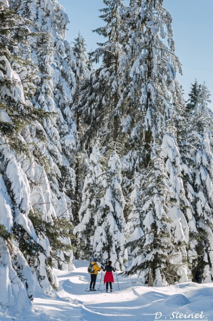 piste-ski-de-fond-lievre