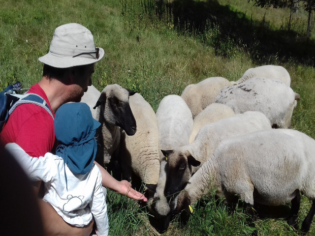 complicites-animales-ferme-pedagogique-ventron-6