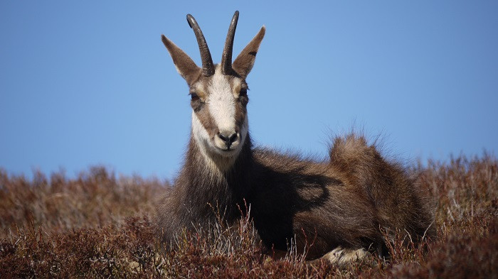 accompagnateur-montagne-randosudvosges5