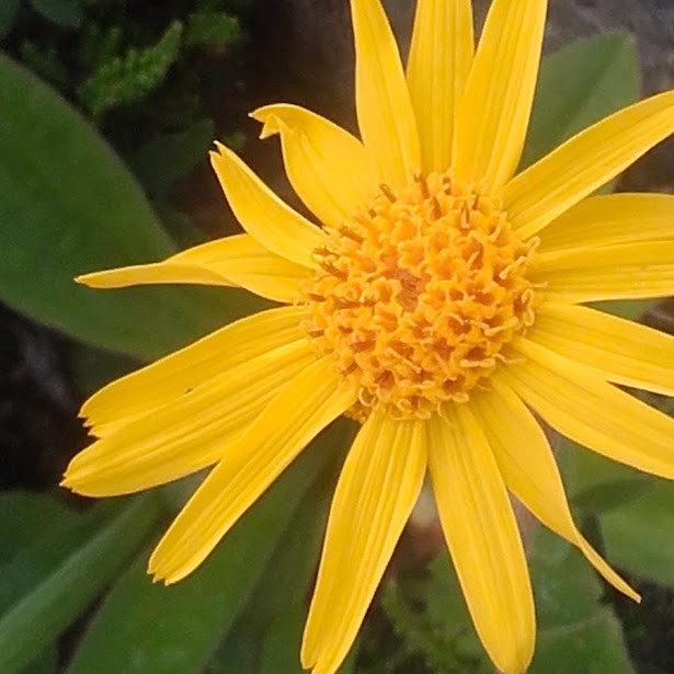 accompagnateur-en-montagne-christophe-bluntzer1