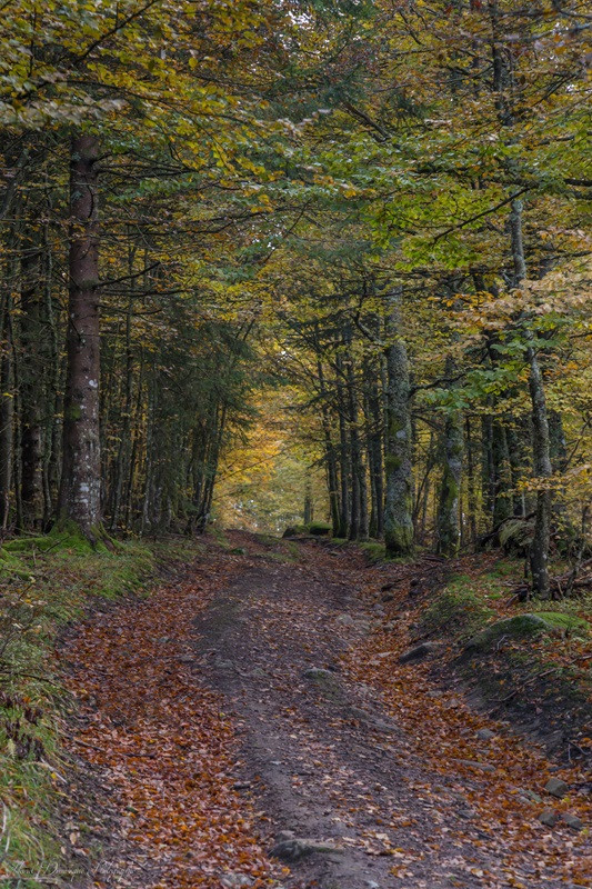 circuit-rochelotte-bussang-2