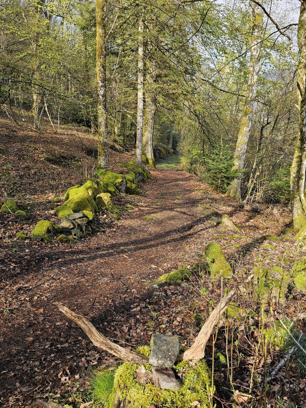 balade-foret-vosgienne-6