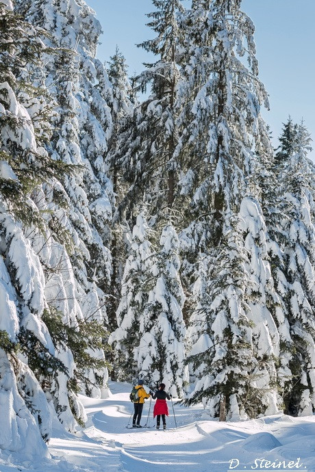 piste-ski-de-fond-initiation-2