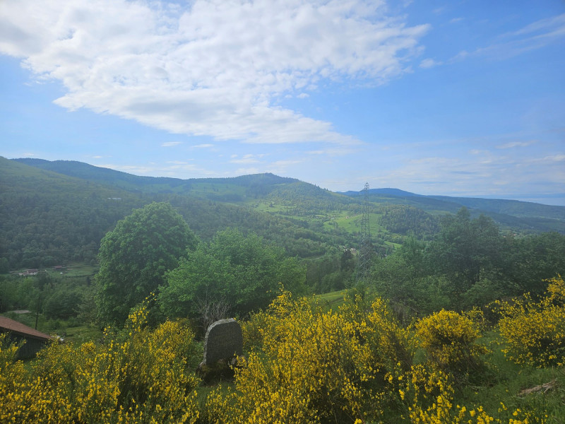 stelepliniorigola stelepliniorigola