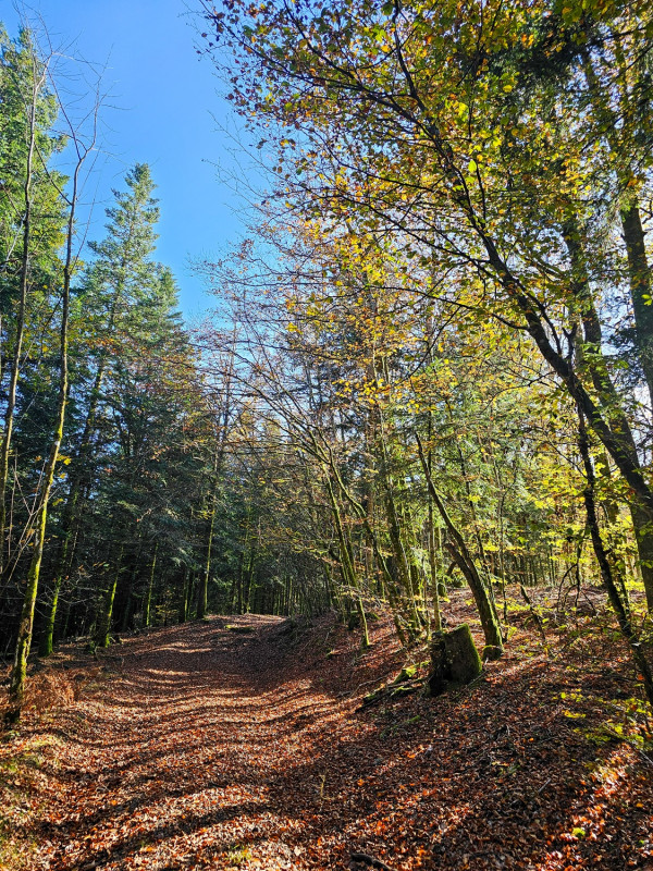 circuit-trail7-les-hautes-mynes-7