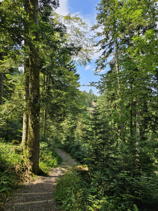 circuit-trail7-les-hautes-mynes-4 circuit-trail7-les-hautes-mynes-4