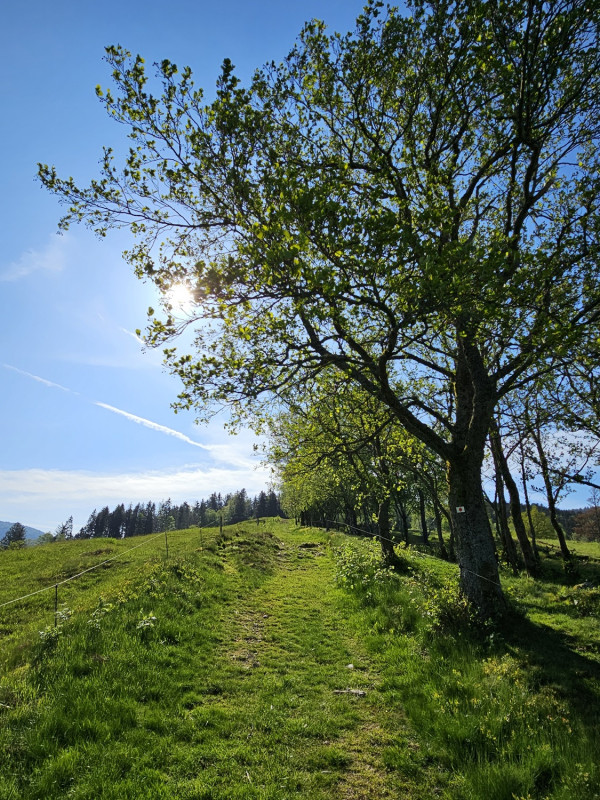 circuit-trail8-ballon-alsace-2 circuit-trail8-ballon-alsace-2