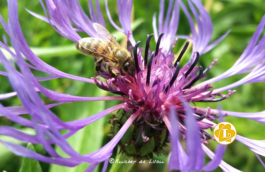 le-rucher-de-lilou-5 le-rucher-de-lilou-5