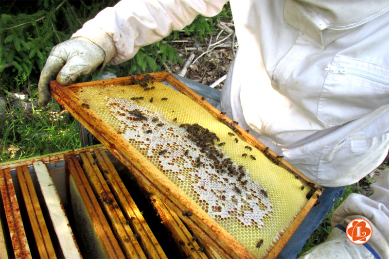 rucher-de-lilou rucher-de-lilou
