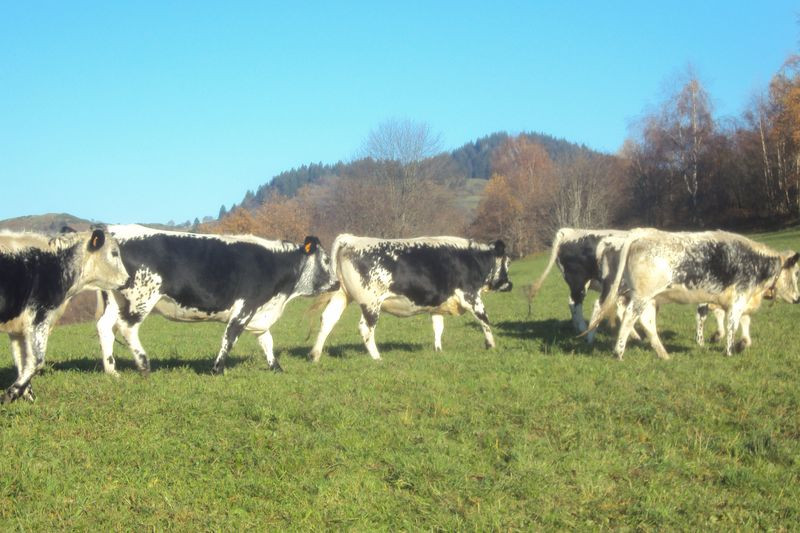 gaec-du-vacceux-5