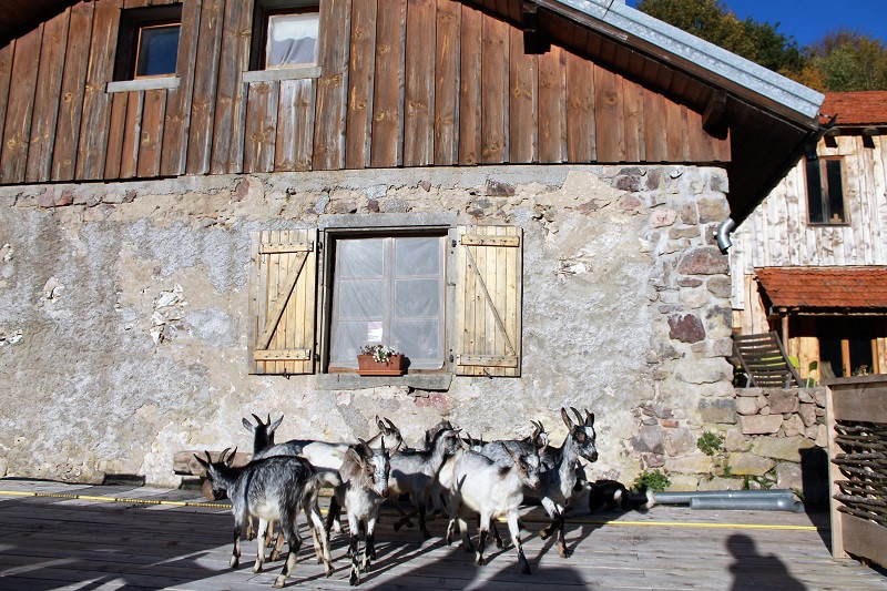ferme-de-noiregoutte-fresse-sur-moselle-5