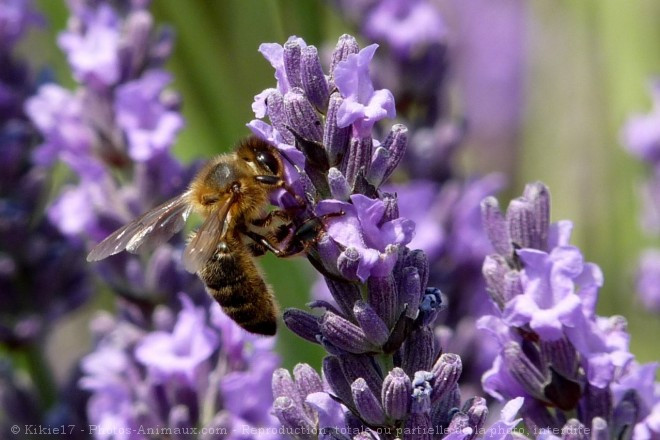 le-rucher-de-nanou-2